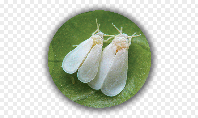 Insect Greenhouse Whitefly Pest Silverleaf Aphid PNG