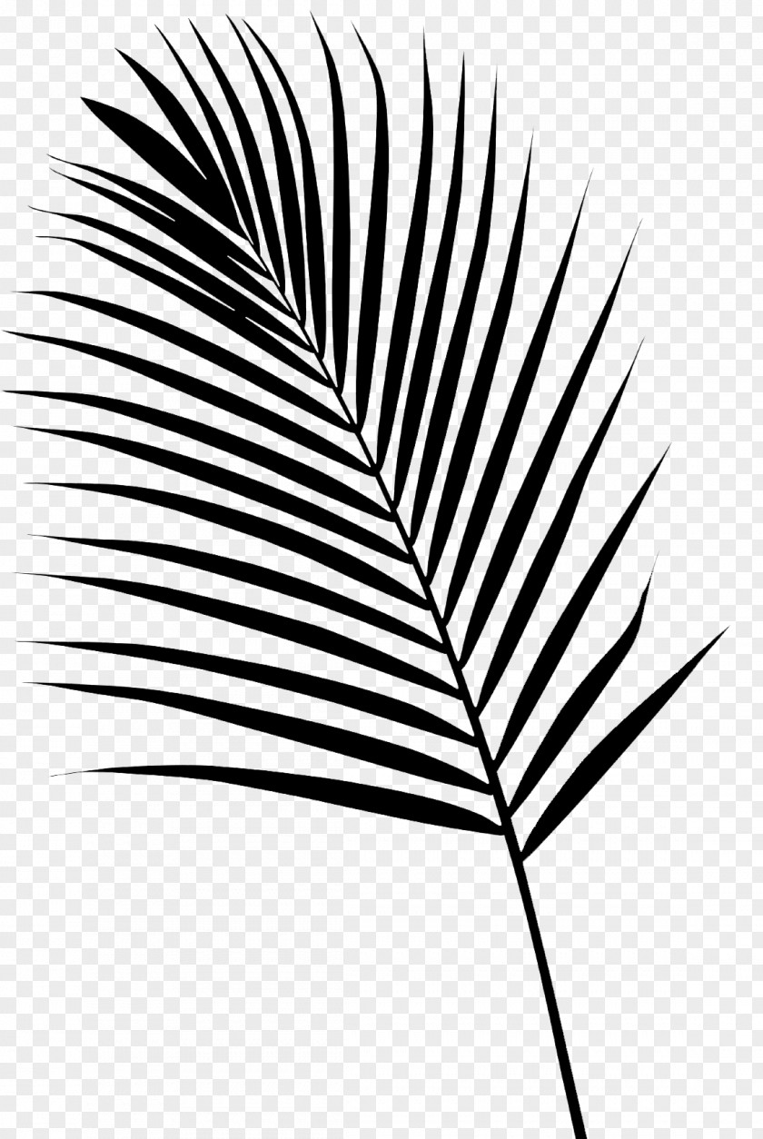 Palm Trees Font Line Leaf Grasses PNG