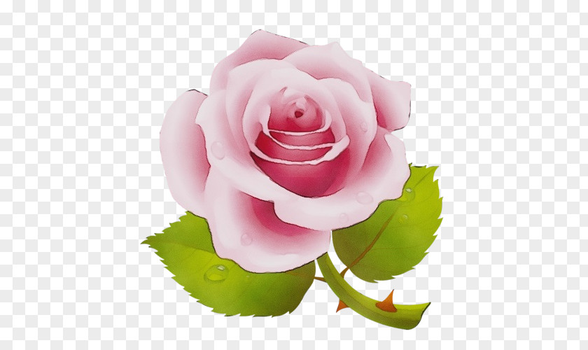 Plant Stem Camellia Garden Roses PNG