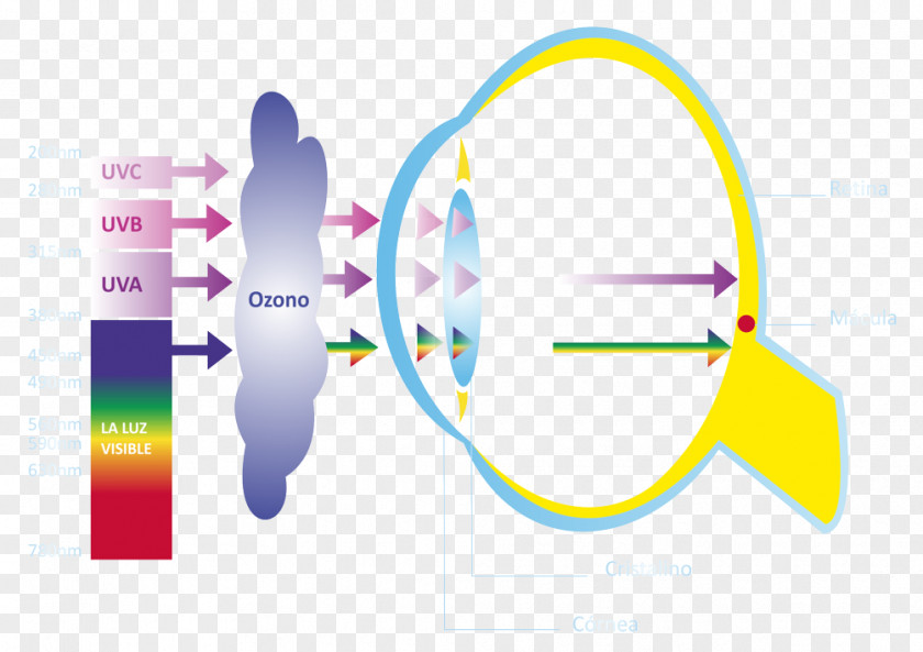 Retina Light Absorption Eye Optics Ultraviolet PNG