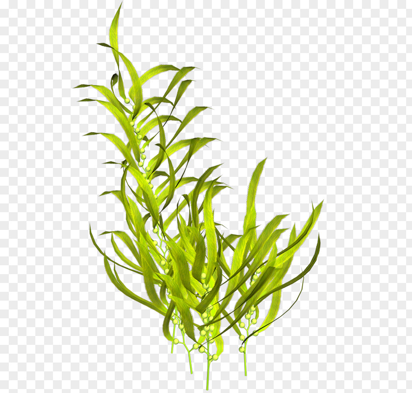 Sea Seaweed Algae Plant PNG