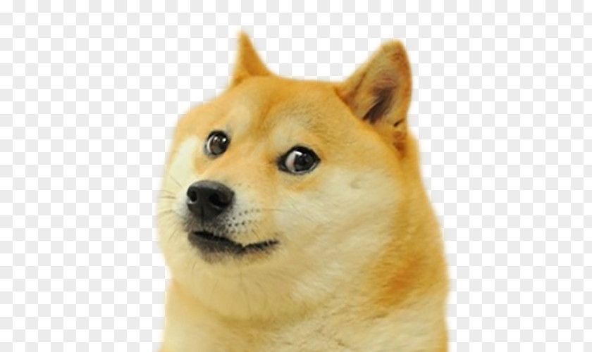 Shiba Inu Doge Run Spokes: Amaze! Meme PNG Meme, Dogecoin clipart PNG