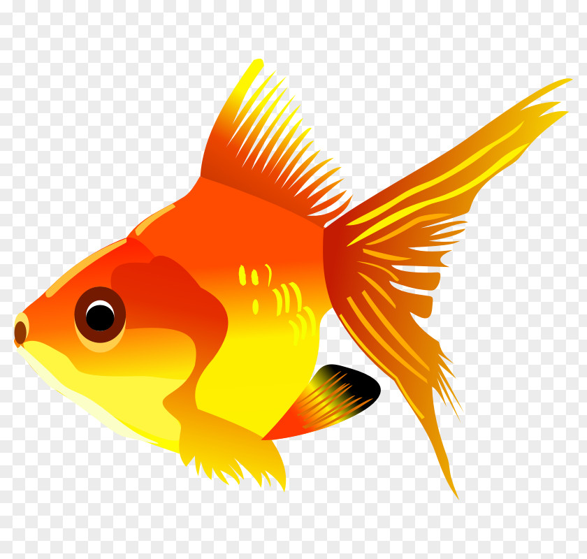 Free Fish Images Carassius Auratus Clip Art PNG