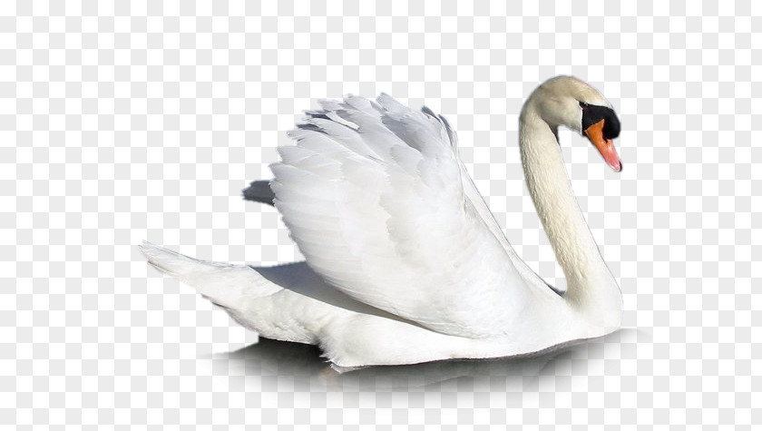 чайки Mute Swan Cygnini Goose Bird PNG