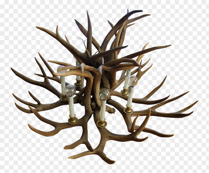 Antler Branching PNG