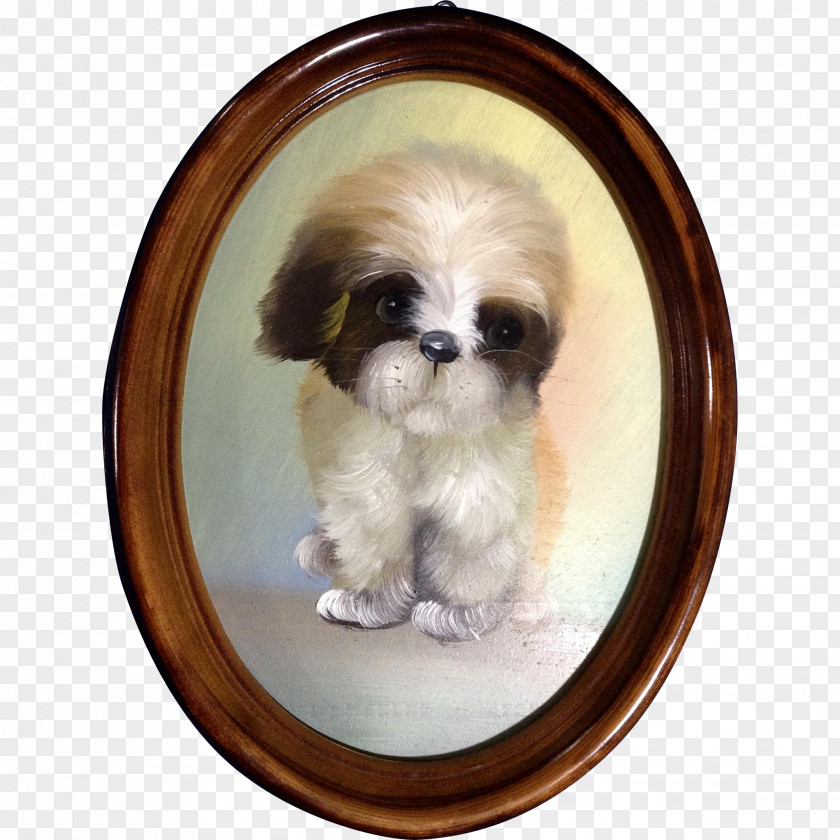 Puppy Shih Tzu Chinese Imperial Dog Breed Toy PNG