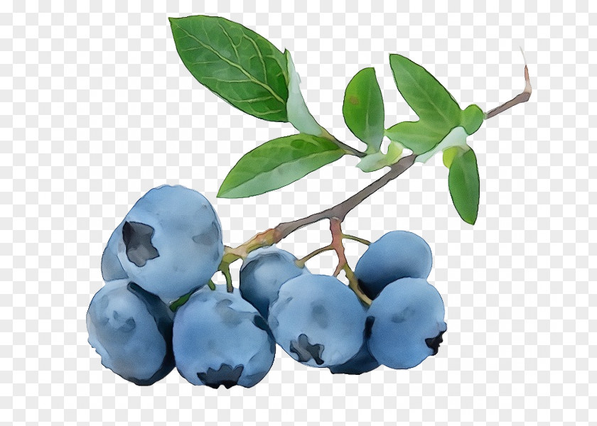 Woody Plant Prunus Spinosa Bilberry Blue Berry Fruit PNG