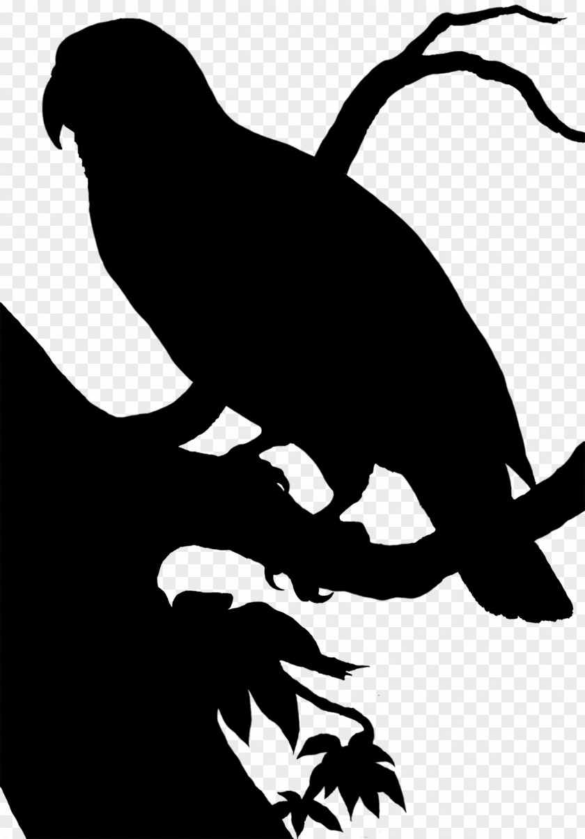 Beak Clip Art Fauna Silhouette Black M PNG