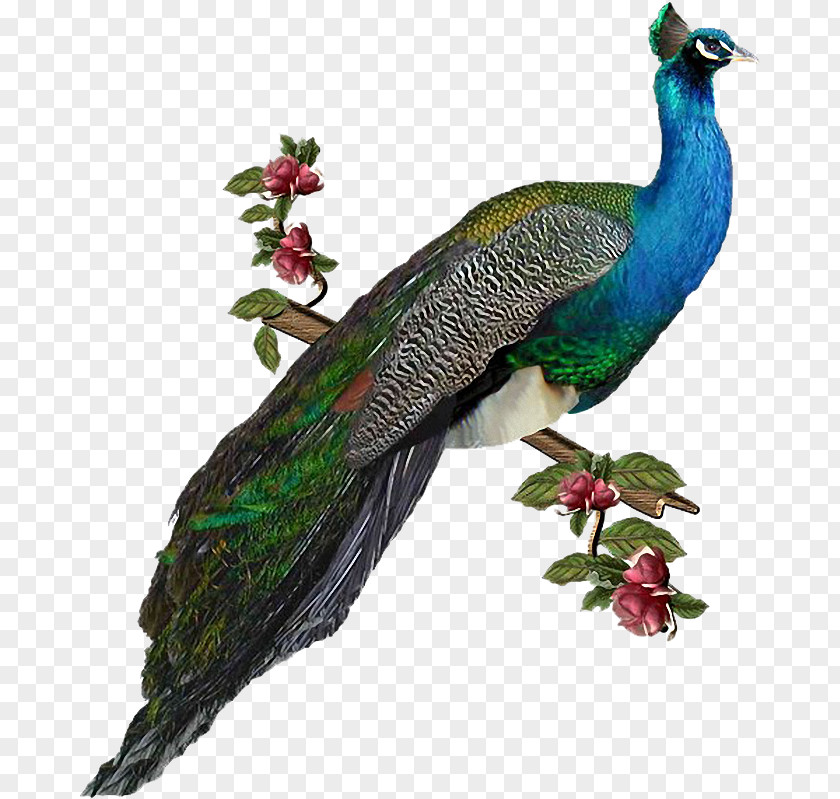 Bird Peafowl Image Clip Art PNG