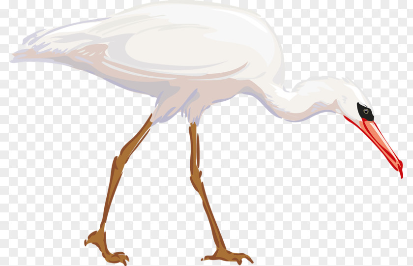 Flat Mouth Birds Heron Bird Great Egret Clip Art PNG
