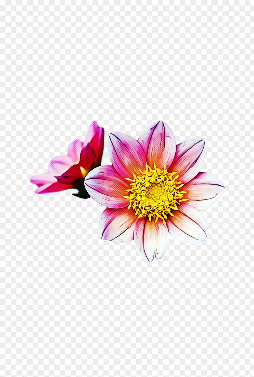 Floral Design PNG