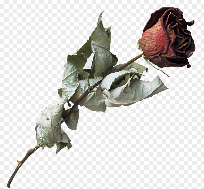 Flower Clip Art Rose Family Image PNG