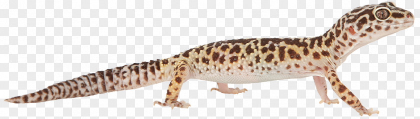 Gecko Fauna Terrestrial Animal Wildlife PNG