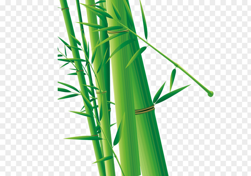 Green Bamboo Cdr Euclidean Vector PNG
