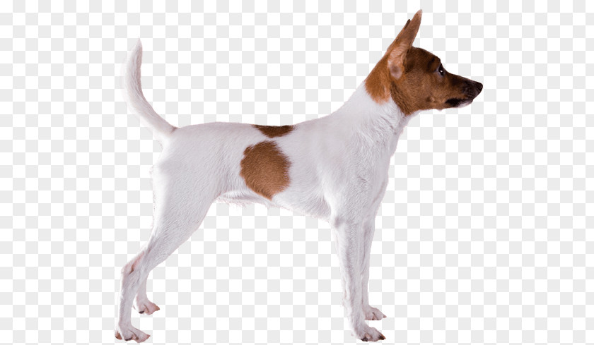 Miniature Fox Terrier Tenterfield Toy Smooth Jack Russell PNG