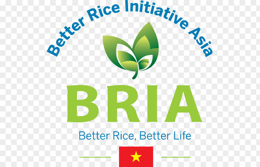 Rice ข้าวไทย Agriculture Farmer PNG