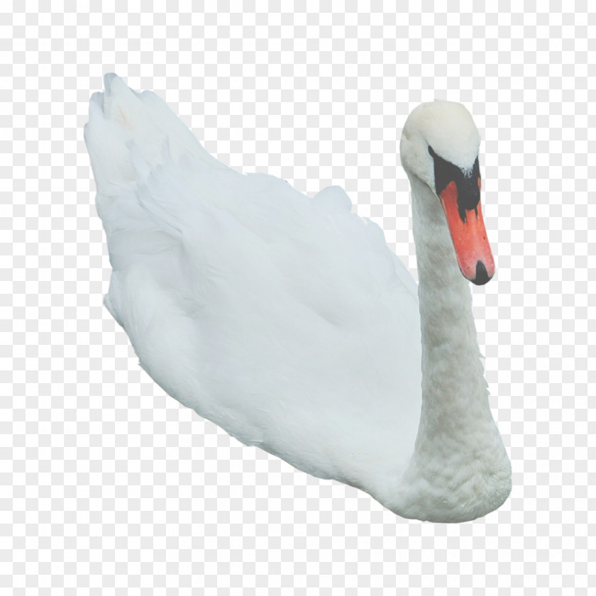 Swan Free Image Duck Beak Feather Neck PNG