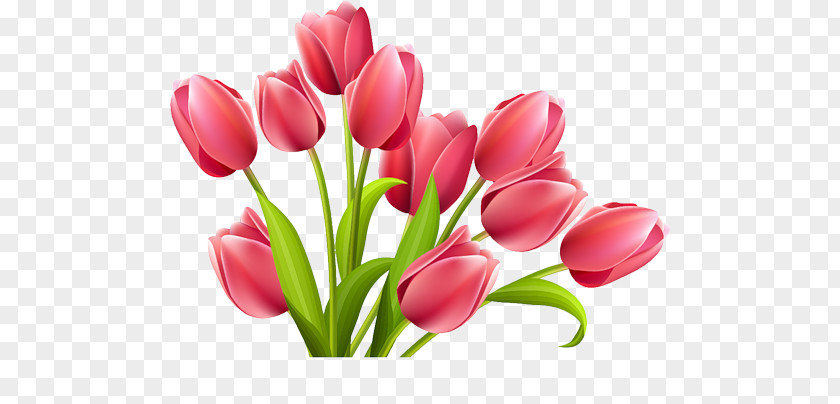 Tulip PNG clipart PNG
