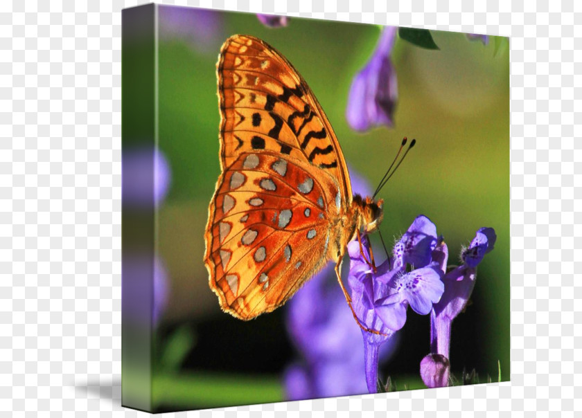 Butterfly Brush-footed Butterflies Gossamer-winged Great Spangled Fritillary Gallery Wrap PNG