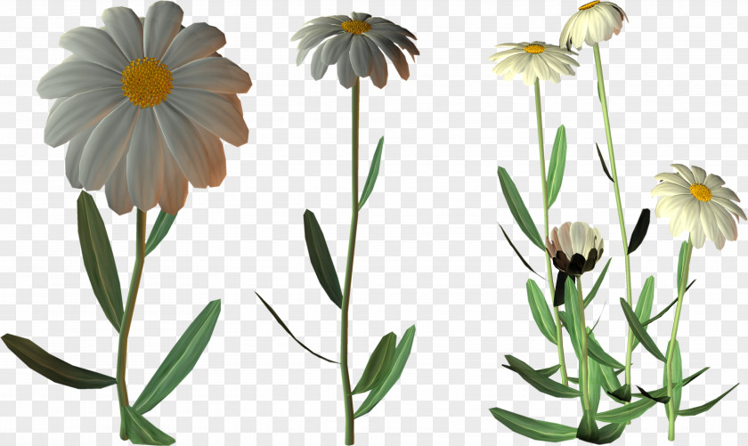 Camomile Cut Flowers Oxeye Daisy Clip Art PNG