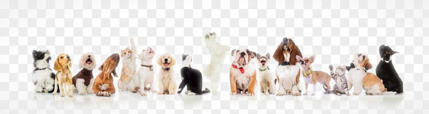 Cute Dog Dogu2013cat Relationship Pet Sitting Puppy PNG