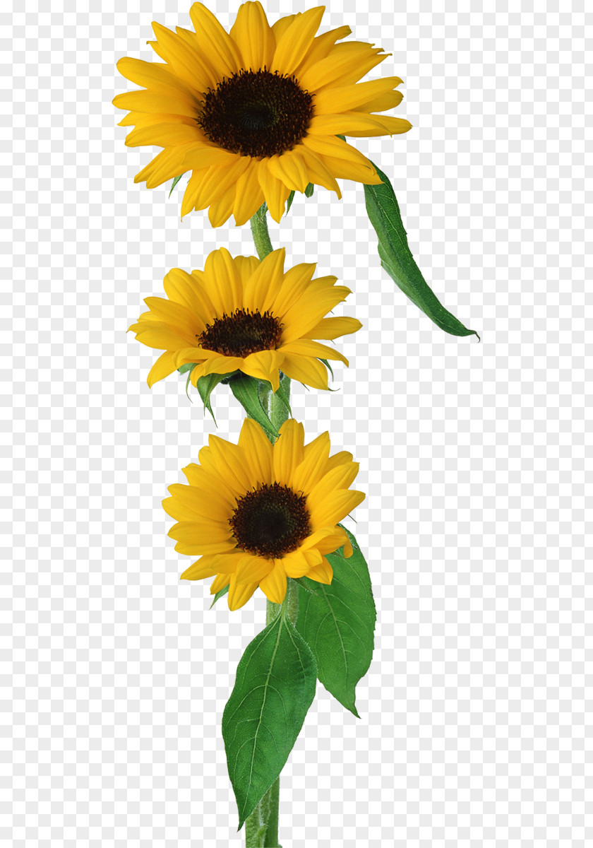 Flower Clip Art PNG