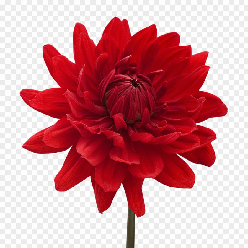 Flower Dahlia Blue Rose White PNG