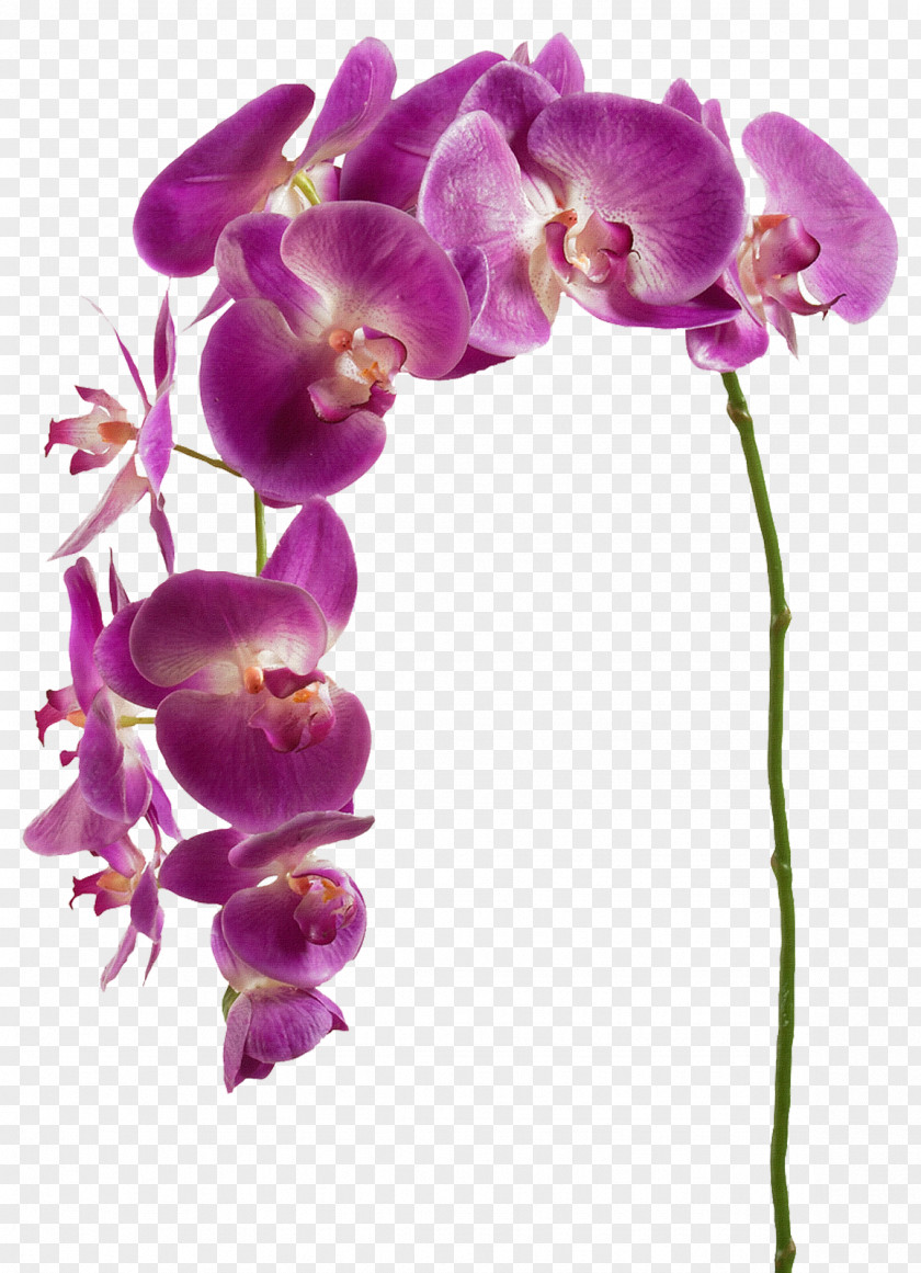 Flower Orchids Plant Clip Art PNG