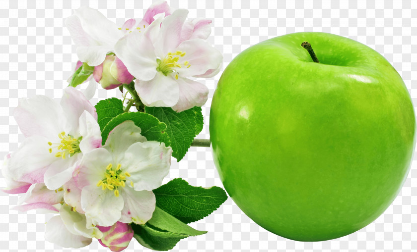 Green Floral Apple Flower Fruit Clip Art PNG