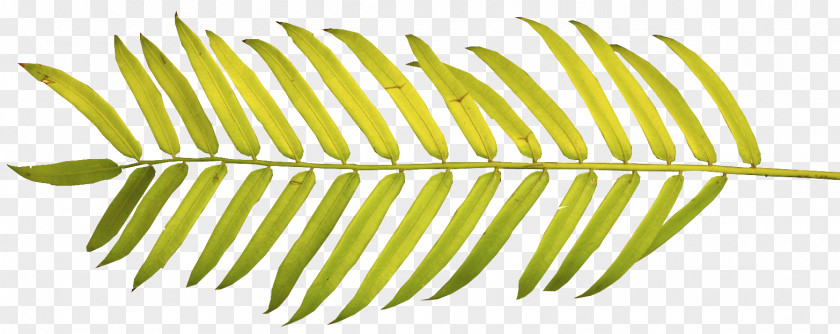 Leaf Arecaceae Palm Branch Palm-leaf Manuscript Frond Clip Art PNG