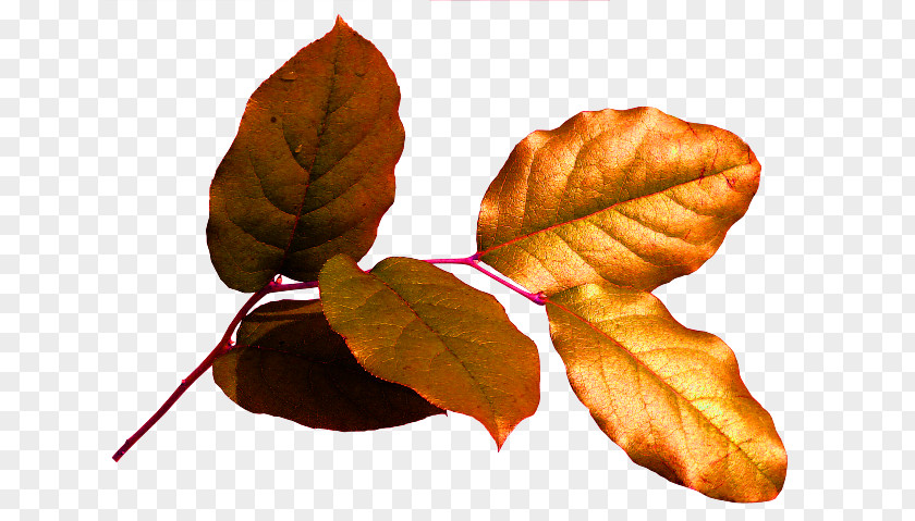 Leaf Chișinău Осенние листья Deciduous Clip Art PNG