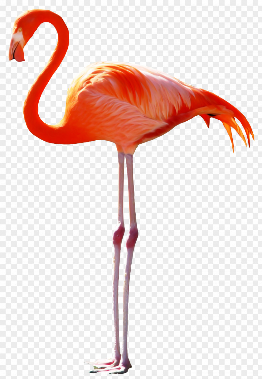 The Long-legged Birds Fairy Tale Bird Pelican Greater Flamingo PNG