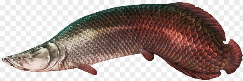 Fish Predatoty Fins Pirarucu Tilapia Freshwater PNG