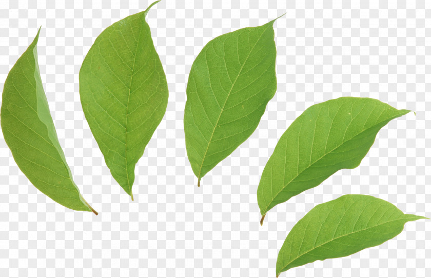 Green Leaves Picture Leaf Tea Euclidean Vector PNG