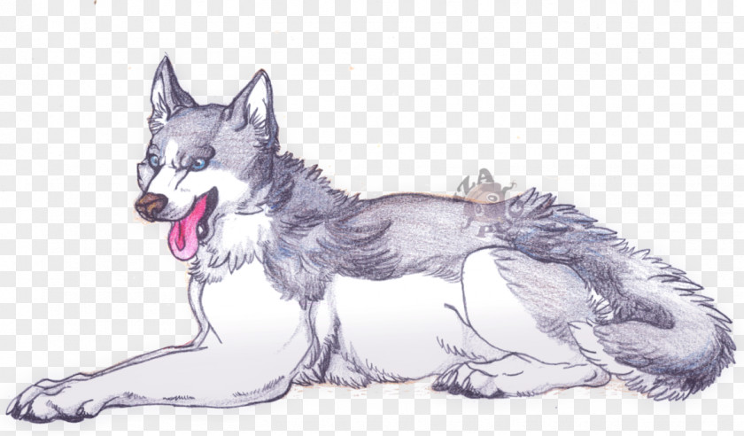 Husky Saarloos Wolfdog Czechoslovakian Siberian Dog Breed Sketch PNG