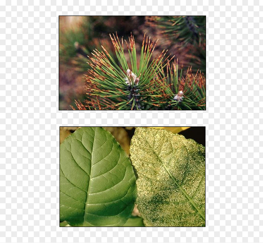 Leaf Evergreen Pine Air Pollution Biome PNG