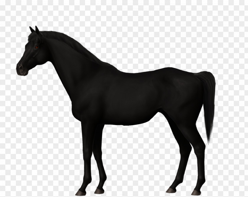 Mustang Stallion Trakehner Canadian Horse Mare PNG