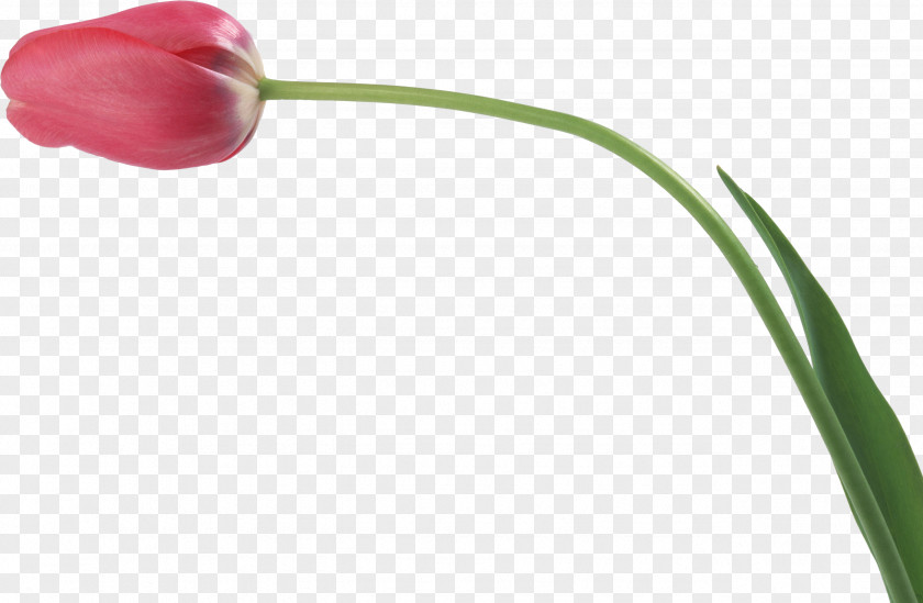 Tulip Flower Plant Stem Bud PNG