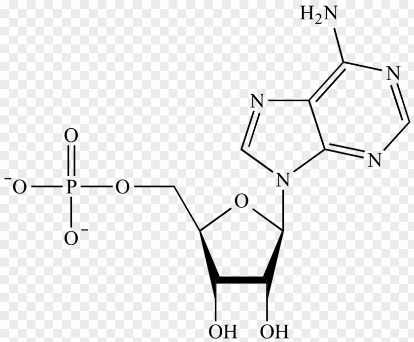 Adenosine Monophosphate Nucleotide Acid DNA Chemistry PNG