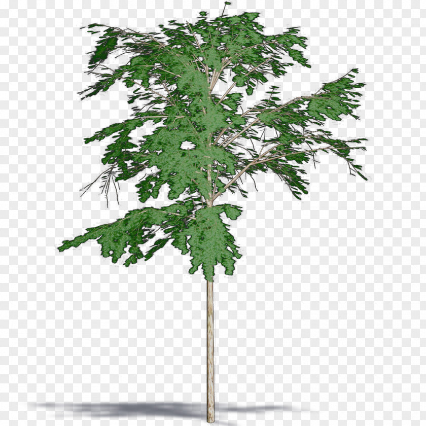 Toona Sinensis Twig Flowerpot Houseplant Leaf PNG