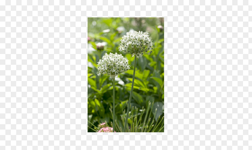 Bulb Allium Nigrum Multibulbosum Garden Plant PNG