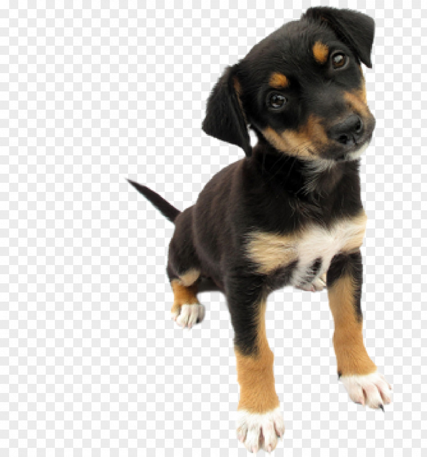 Dog Puppy Kojec Collar Kitten PNG