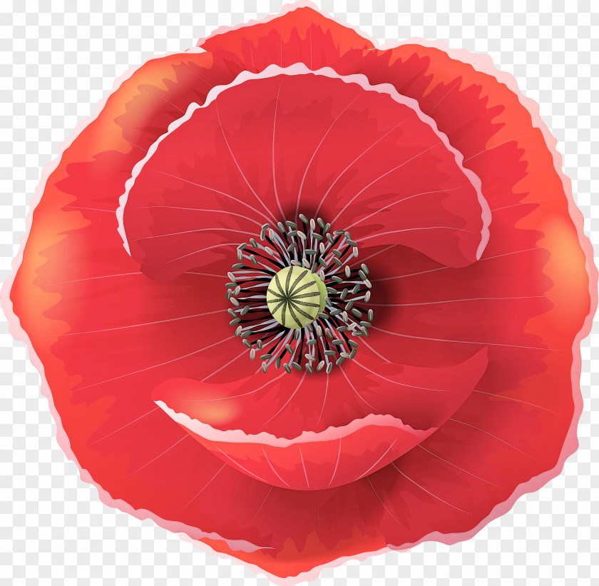 Flower Red Petal Oriental Poppy Plant PNG