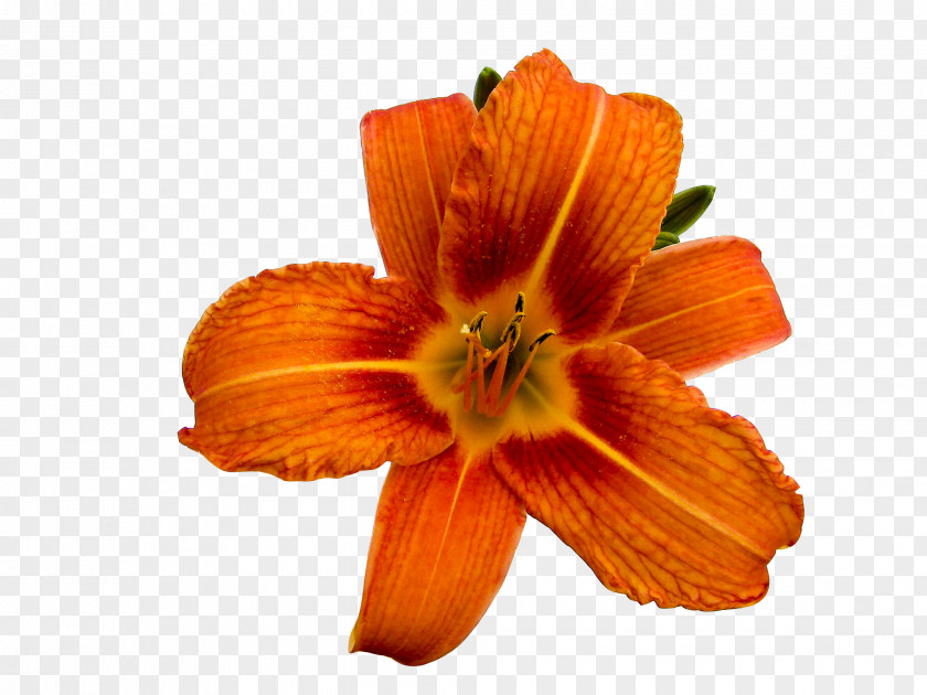 Early Summer Flowers Orange Lily Photography Flower Clip Art PNG