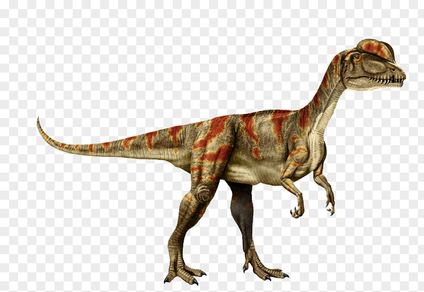 Eyes And Tail Tyrannosaurus Dilophosaurus Velociraptor Clip Art PNG