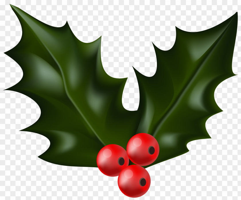 Mistletoe Common Holly Christmas Decoration Clip Art PNG