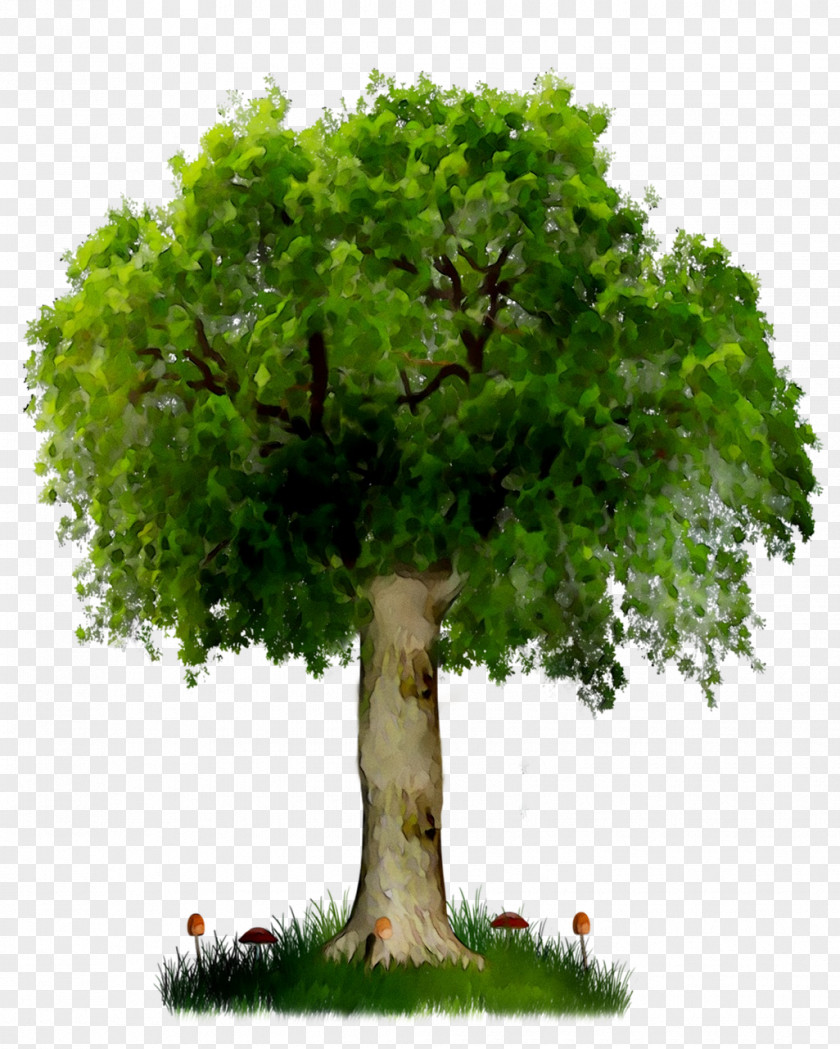 Tree Clip Art Image Desktop Wallpaper PNG