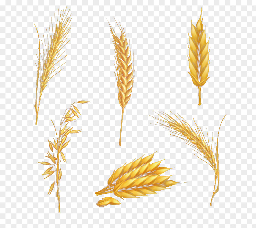 Wheat Drawing Clip Art PNG