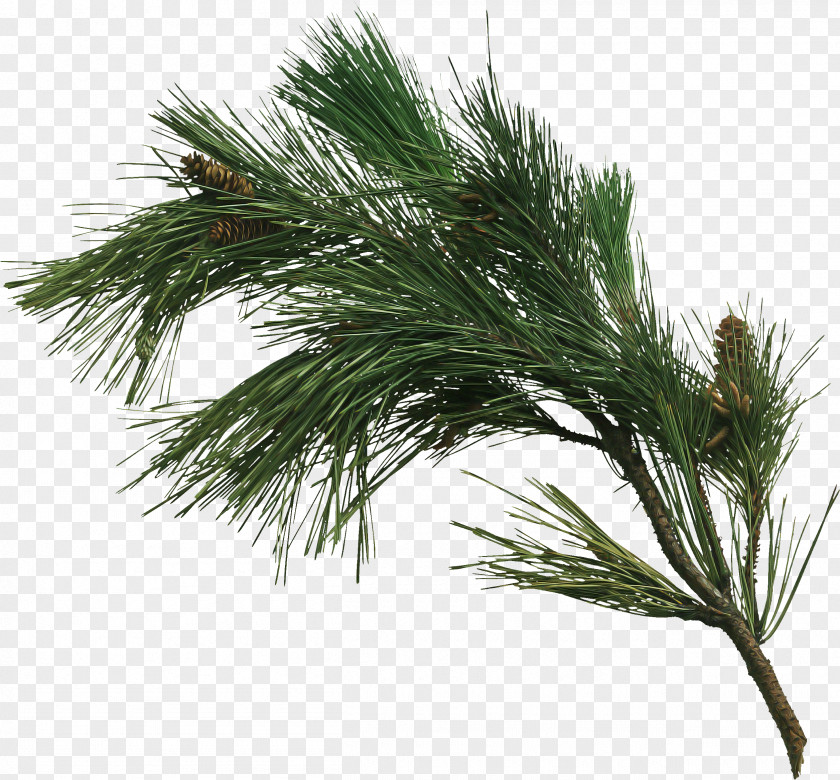 White Pine Red Loblolly Shortstraw Tree PNG