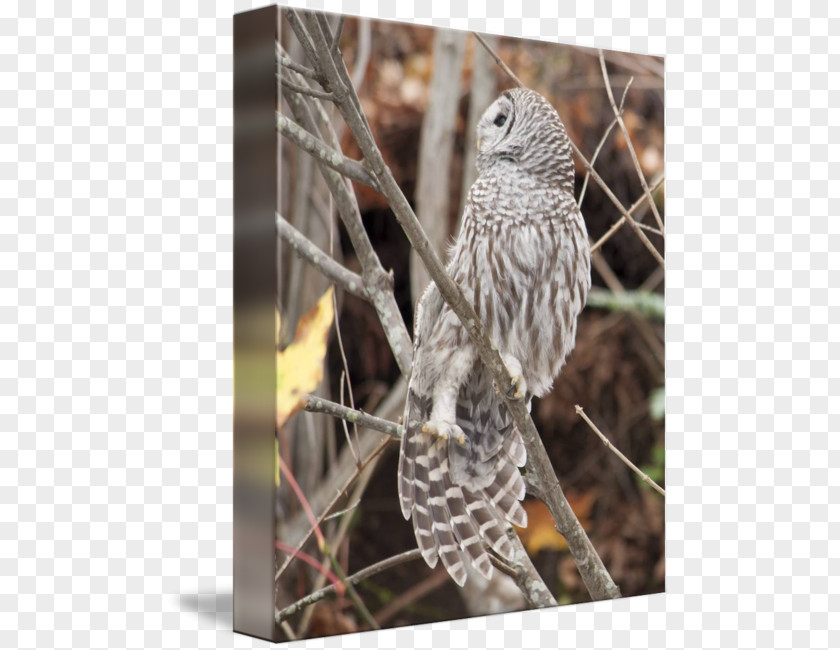 Barred Owl Fauna Hawk Feather Beak PNG